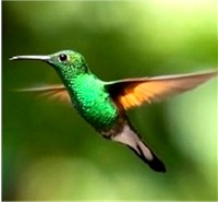 Hummingbird small