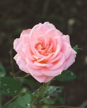 Pink Rose 350