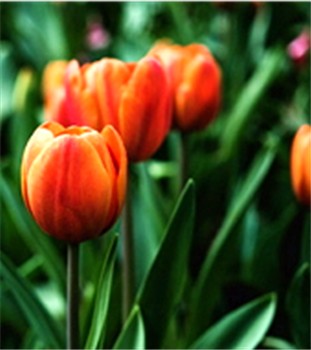 TULIPS Orange 350