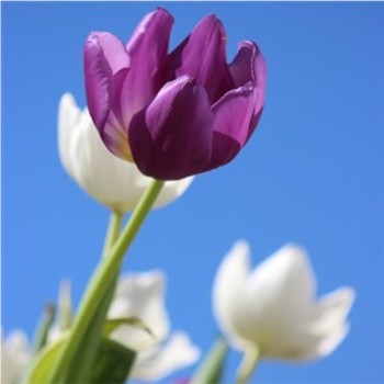 Tulips Purple White 350