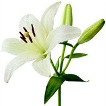 White Lily